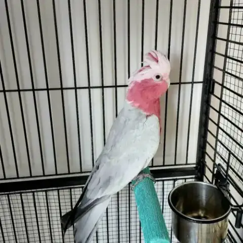 Cacatoès Rosalbin 9Ans Avec Cage