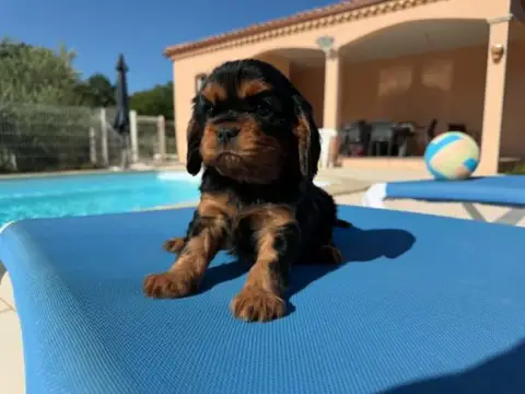 Cavalier King Charles Spaniel 
                       d082d