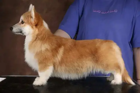 Welsh Corgi Pembroke  Buckingham Royal Belfort photo 3
