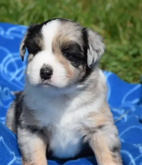 Berger Américain Miniature  Chiot N°1