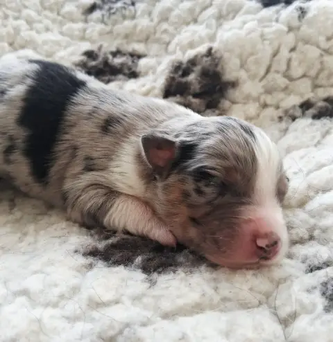 Berger Australien  Chiot 2 Des Regards Brulants photo 2