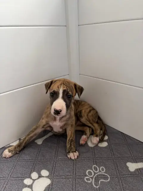 Adopter Whippet 
                        Chiot N°4 Des Soft M f7025