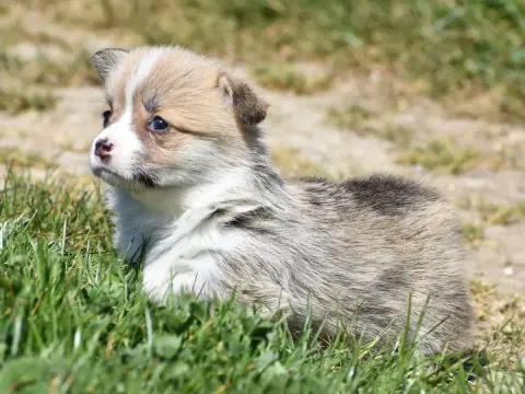 Welsh Corgi Pembroke  Babeth De La Folle Emprise photo 3