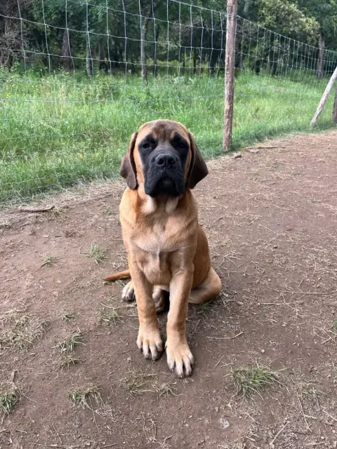 Mastiff  Bina
