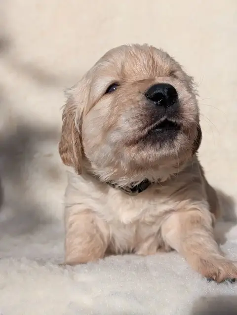 Golden Retriever  Boss De L'Esprit D'Oural photo 2