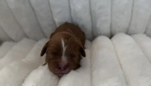 Cavalier King Charles Spaniel  Bardo Di Casa Borgo