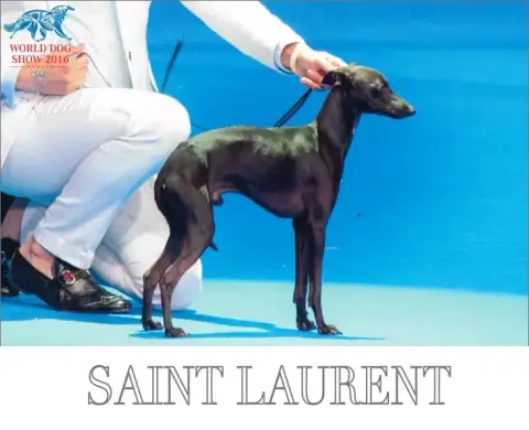 Petit Levrier Italien  Beatrice Kabuki De La Squadra  8327f photo 2