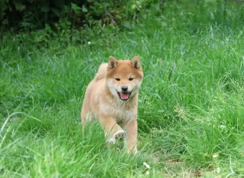 Shiba  Bao Des Seigneurs D'Orient photo 3