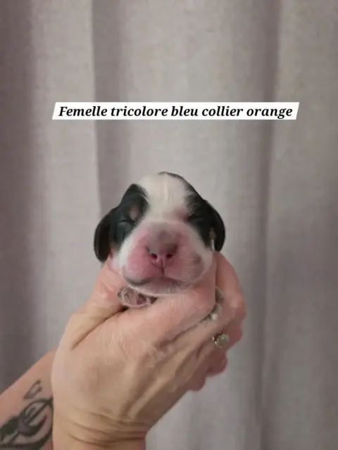 Cocker Spaniel Anglais  Chiot 4 Du Domaine De L'Etern 4b85e