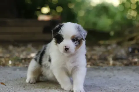 Berger Australien  Chiot N°5 Des Canailles De La Berg 24383