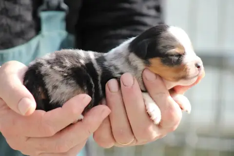 Berger Américain Miniature  Chiot 7 Des Romarins De M 71ae6 photo 2
