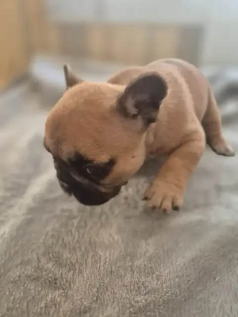 Bouledogue Français  Chiot 4 Le Domaine D'Oscar photo 3