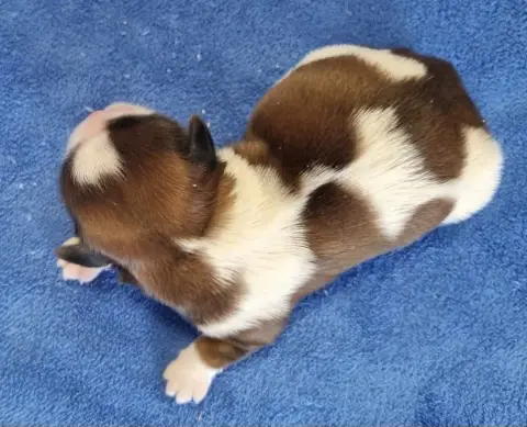 Shih Tzu  Chiot N°2 Des Hirondelles Du Voyage photo 3