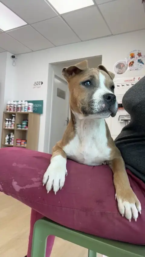 American Staffordshire Terrier  Bella Du Mas D Elna D dbe98