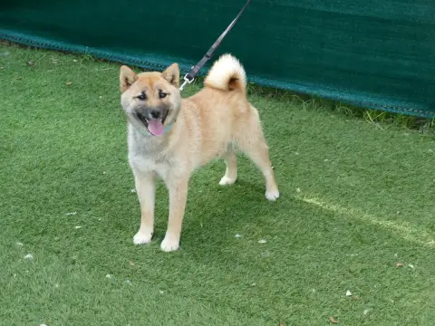 Shiba  Chiot
