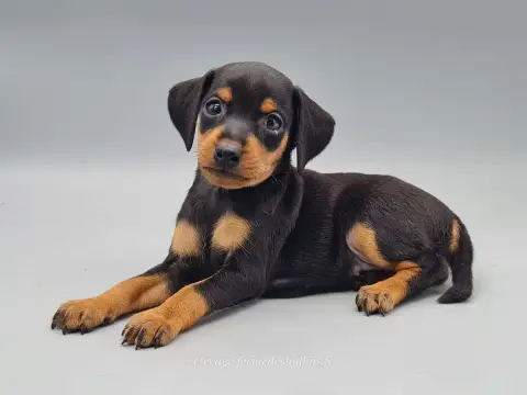 Pinscher Nain  Bunny Du Mont De La Chenaie photo 3
