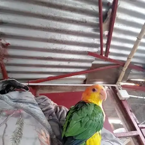 Caîque Tête Orange