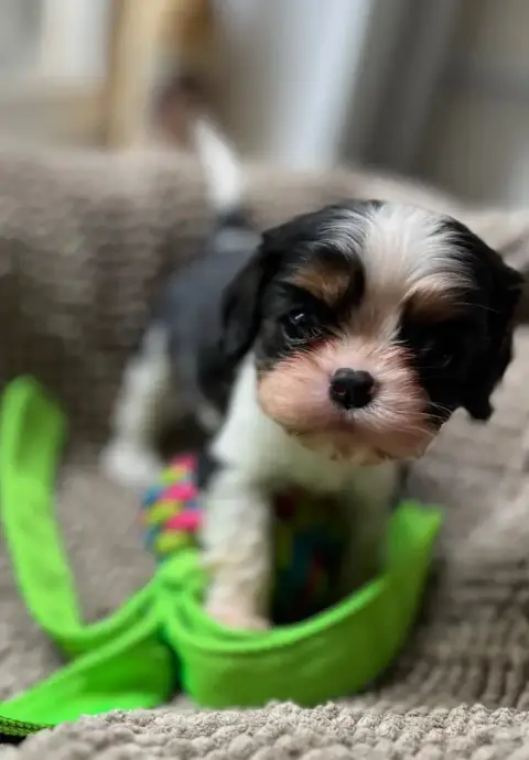 Cavalier King Charles Spaniel  Chiot 2 Du Chemin En T 28305