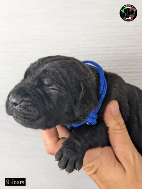 Adopter Cane Corso 
                        Collier Bleu Roi  ba9fd