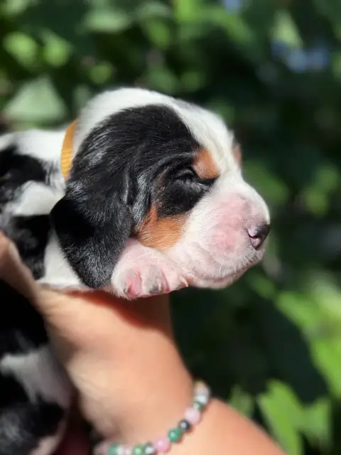 Basset Hound  Betty Collier Jaune Tricolore Du Bercea 93f11 photo 2