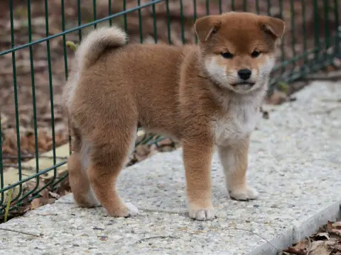 Shiba  Mâle Roux Nippon'Ai