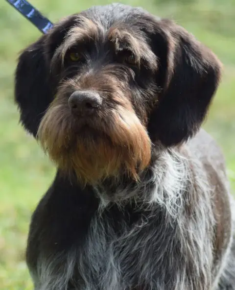 Chien D'Arrêt Allemand À Poil Dur  Alto De Beaudribos 4e920 photo 2