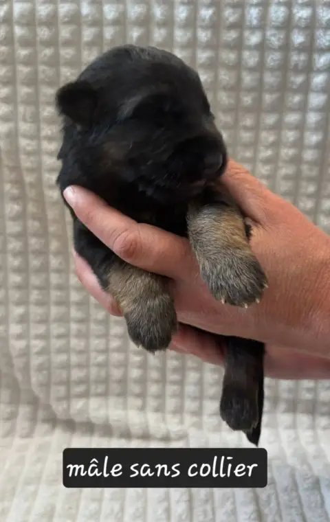 Berger Allemand  Chiot 10 Du Clos De La Chanson