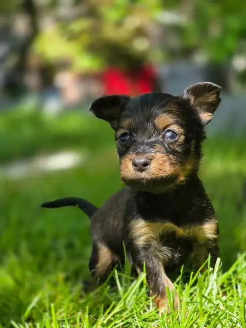 Russkiy Toy (Petit Chien Russe)  Fem2 Poupee Russe