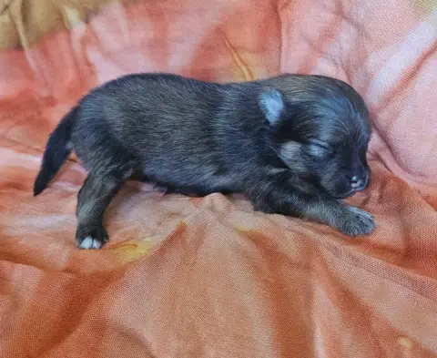 Spitz Allemand  Bubble Des Amours De Claya photo 3