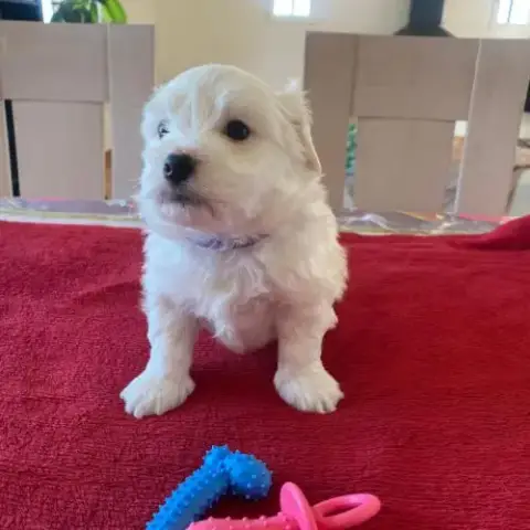 Chiots Coton De Tuléar
