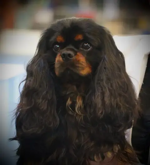 Cavalier King Charles Spaniel photo 3