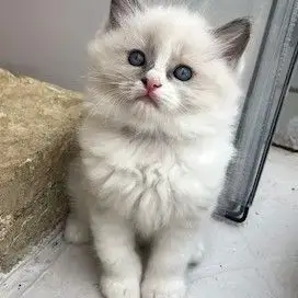 Magnifique Ragdoll Loof