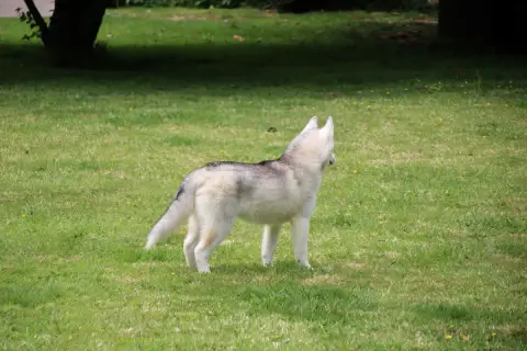 Siberian Husky  M2 Des Legendes Du Triskel photo 2