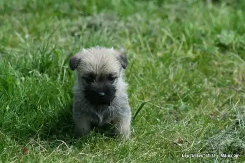 Cairn Terrier photo 2