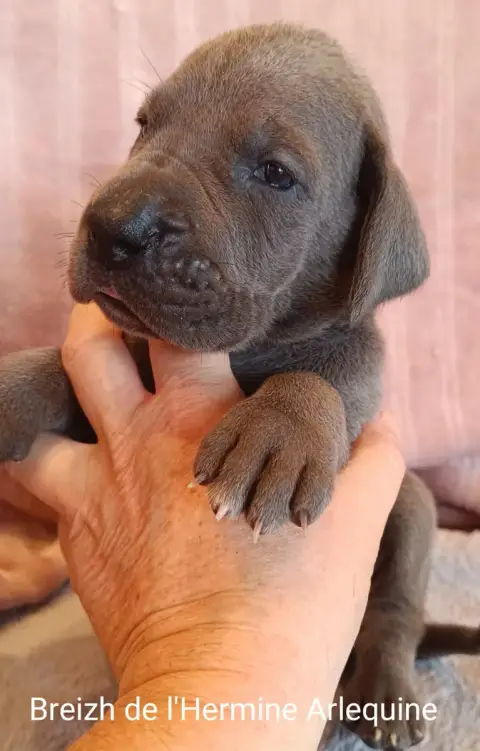Adopter Dogue Allemand 
                        Breizh De L'H 82d0f
