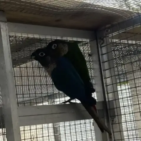 Couple Conure Molina