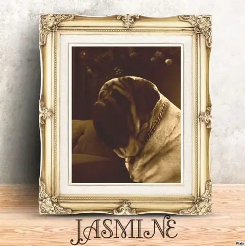 Mastiff  Chiot N°3 Des Joyaux D'Hades photo 3