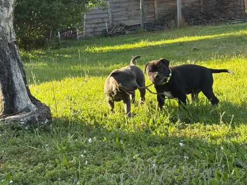 Staffordshire Bull Terrier  Black Arvernmolosse photo 3