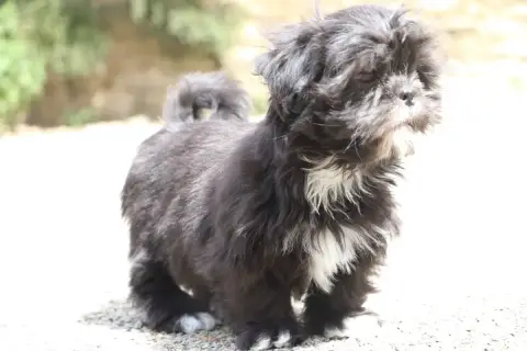 Lhassa Apso  Bohème Der Lenn photo 2