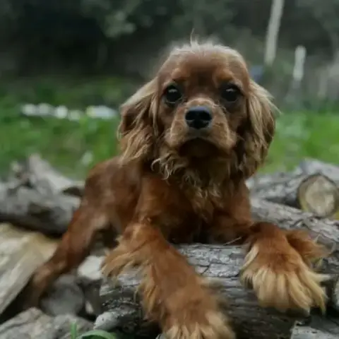 Jeune Adulte Cavalier King Charles