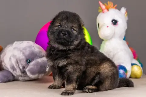 Eurasier  M. Violet Des Délices De Beltaine