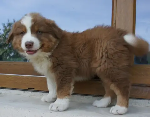 Berger Australien  Chiot N°9 Des Assards De Pierregou 520ae photo 2