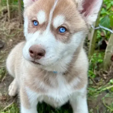Chiot Husky De Sibérie Lof