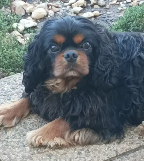 Cavalier King Charles Spaniel  Chiot N°1 photo 3