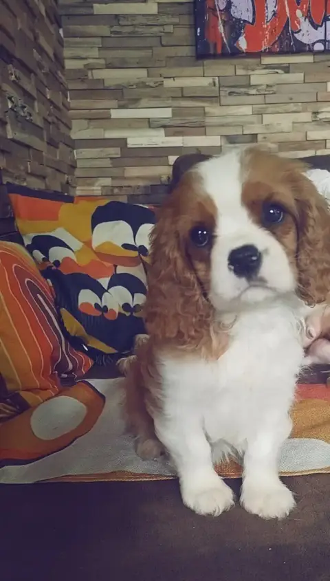 Cavalier King Charles Spaniel  Male 1 Des Terres De D c819e