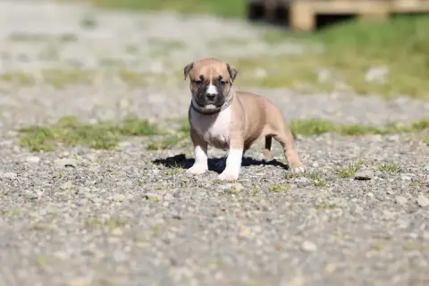 American Staffordshire Terrier  Chiot Collier Gris De 2dc99