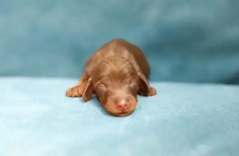 Teckel Poil Long 
                        Chiot 5 She 2fd16