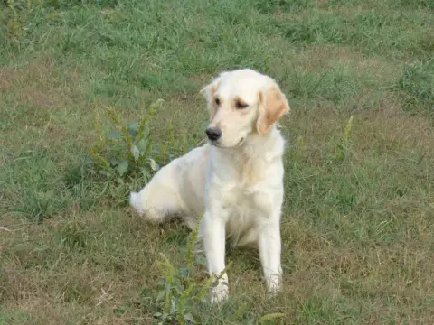 Golden Retriever  Prénom Libre Des Terres Des Forges ca347 photo 3