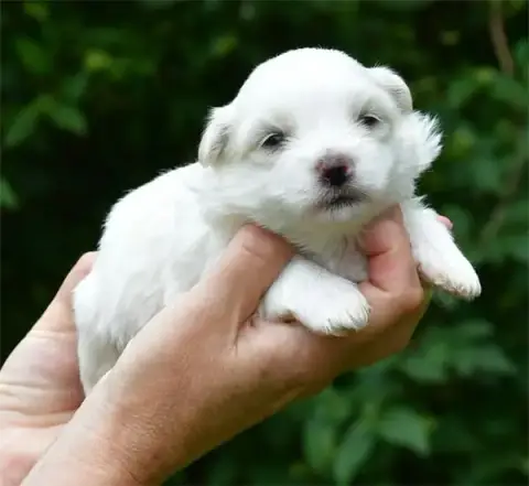 Coton De Tulear  Chiot N°1 De Dame Nature
