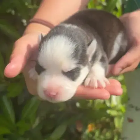 Pomsky À Réserver Génération F4
